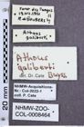 Etikette zu Athous (Orthathous) galiberti (Buysson, 1918) (NHMW-ZOO-COL-0008464)